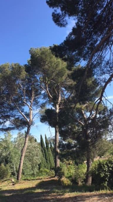 Mazet Provencal Au Coeur Des Alpilles La Reverie Maussane-les-Alpilles Esterno foto